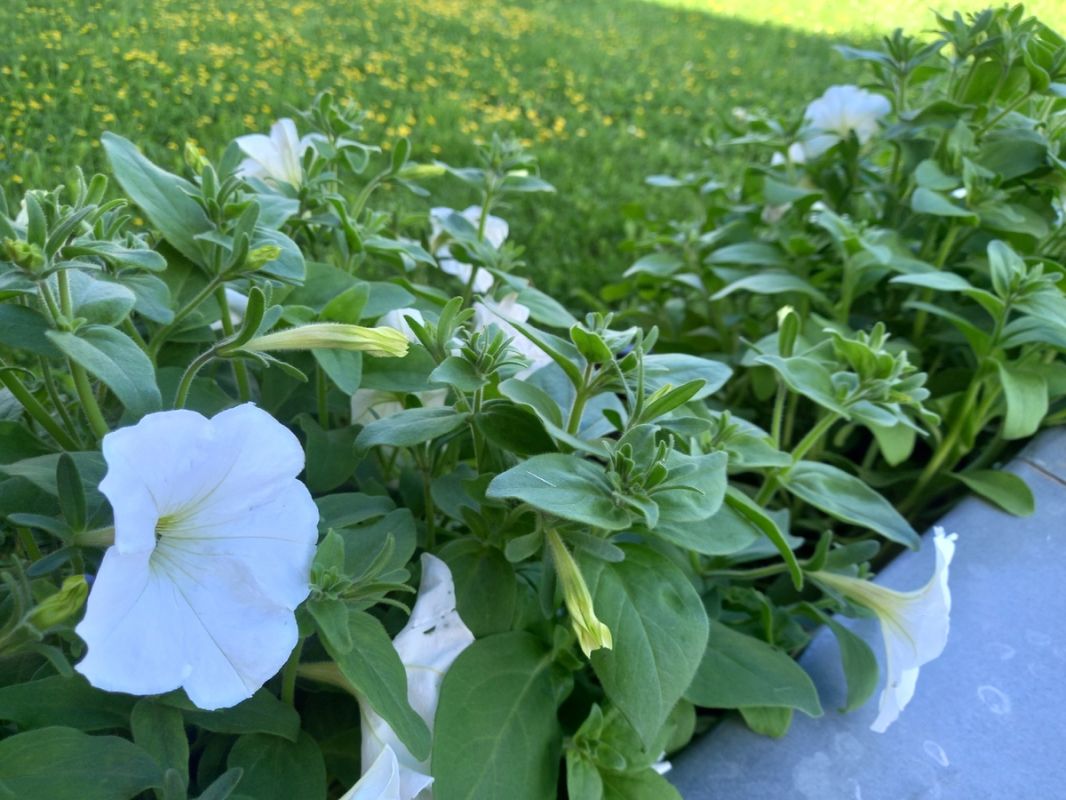 ��������� ����� ��� ������ ������ �� ����