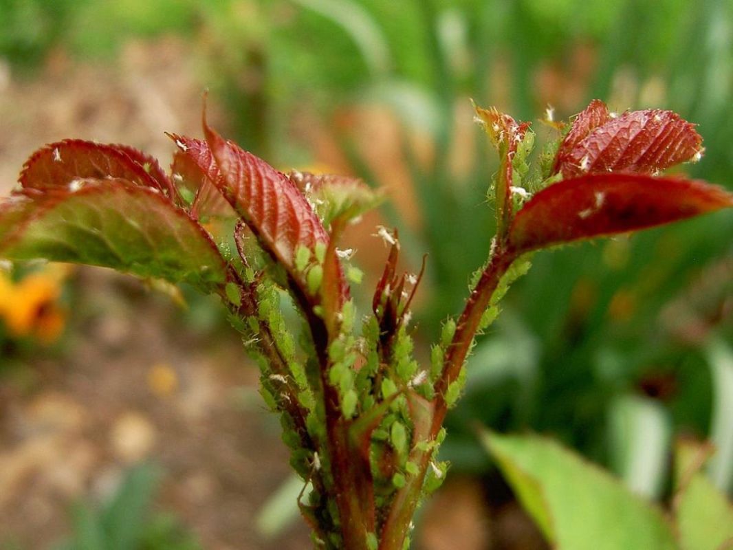 ������������� ����: ��� ���������, ����� ������������ ��������� ����� �����