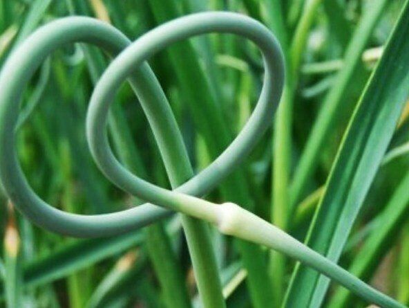 ������ ������ ����������� ����: ��� ������� � ������� ������������� ���