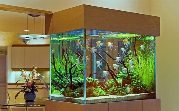 Почему аквариум может стать идеальным питомцем для вашего ребенка?