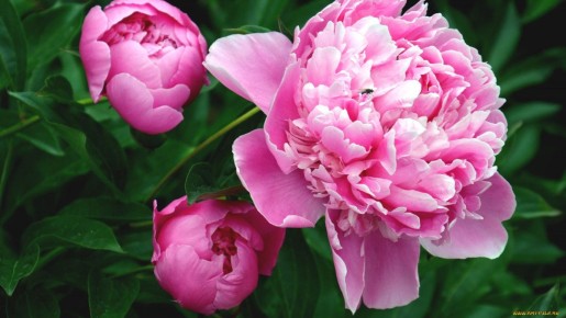 Летняя подкормка пионов: как добиться роскошного цветения и укрепить корни