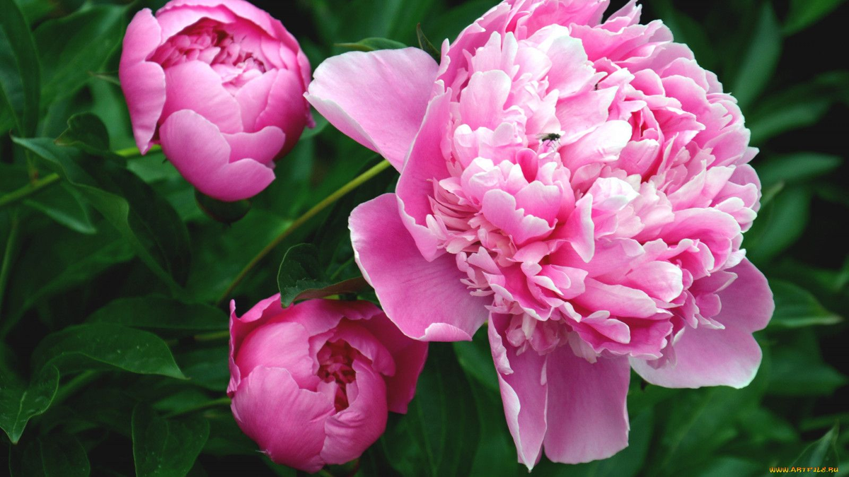 Летняя подкормка пионов: как добиться роскошного цветения и укрепить корни