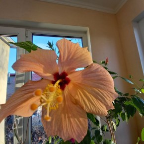 Как распознать проблемы с гибискусом: 7 важных сигналов о неблагополучии