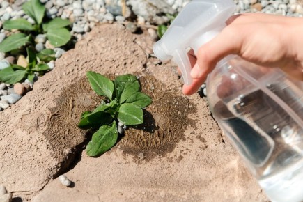 Как уксус может преобразить ваш сад