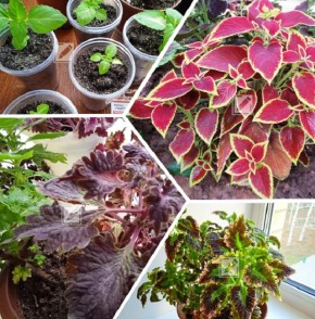 Как ухаживать за колеусом зимой: секреты и советы