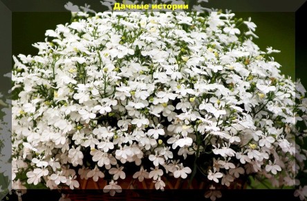 60 актуальных вопросов и ответов для дачников