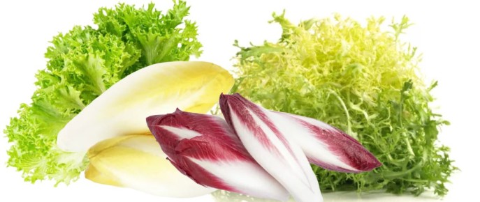Цикорные салаты: красота, польза и как вырастить их дома