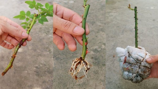 Секреты успешного укоренения черенков: проверенные методы от дачников