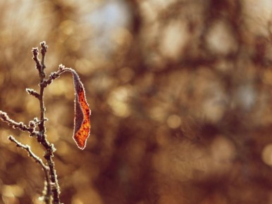 Как вернуть жизнь запущенному саду: секреты восстановления без радикальных мер