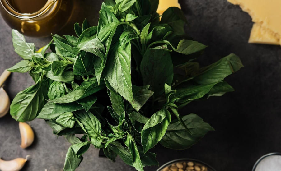 Американский базилик: новое слово в борьбе со старением мозга