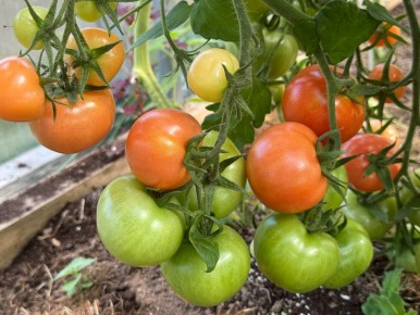 Как добиться сладости томатов: от сорта до условий роста