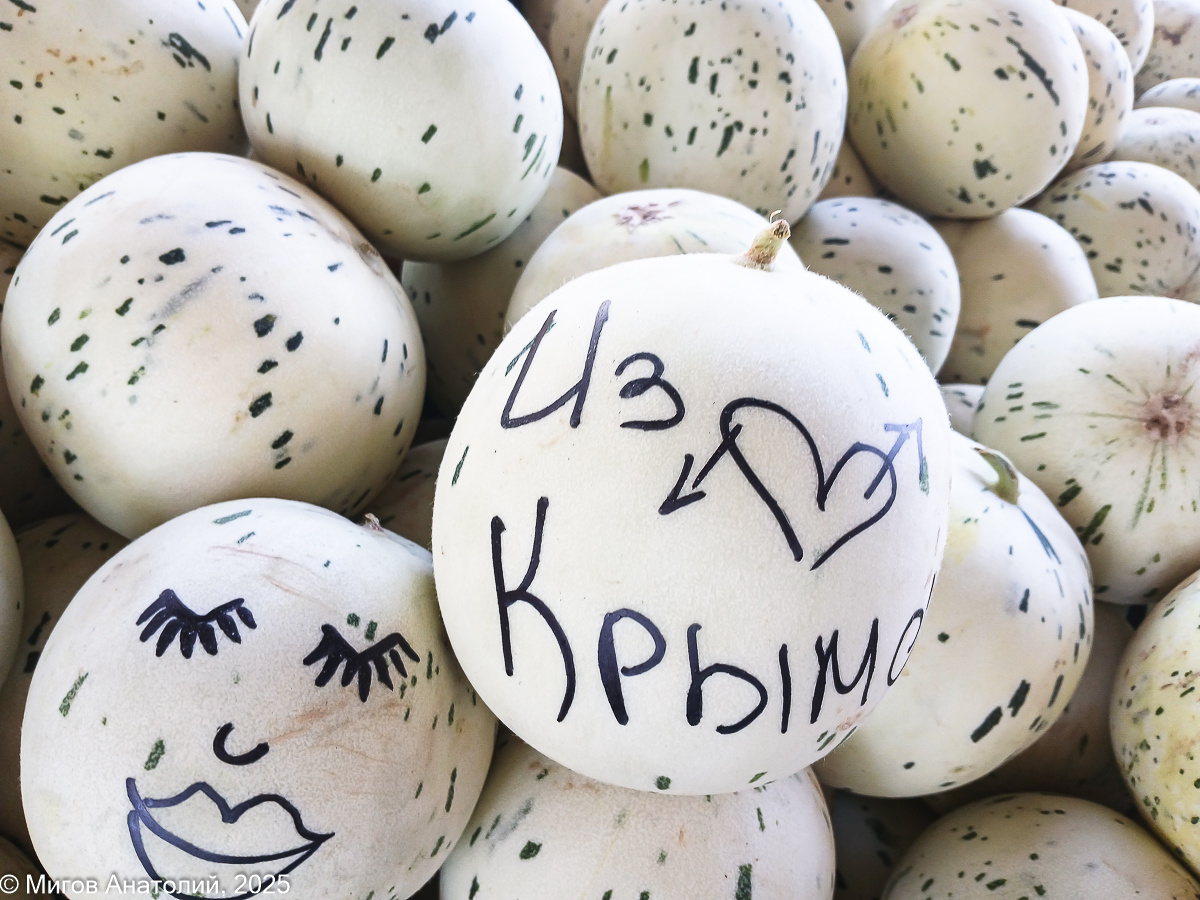 Тильда, кошки и дынная корочка: необычные моменты в южном саду