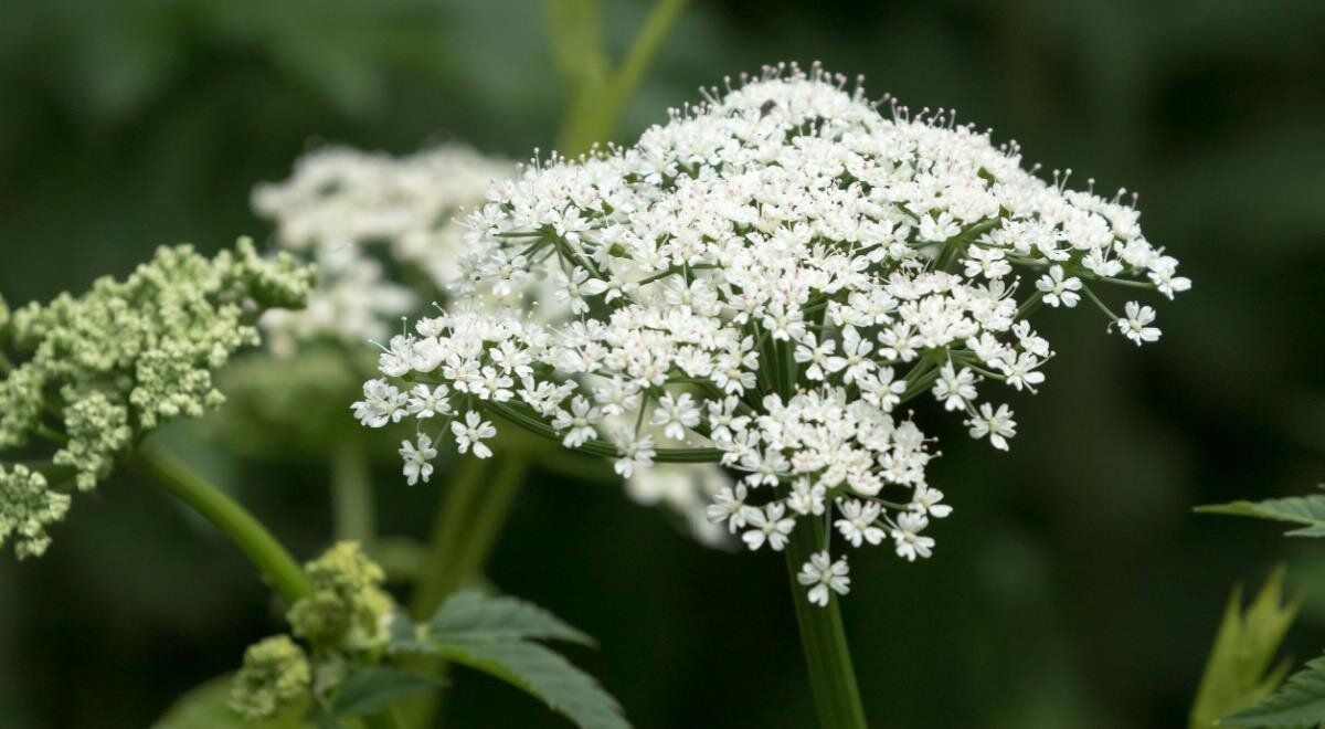 �����: ������� ��������, ������� ����� �����������