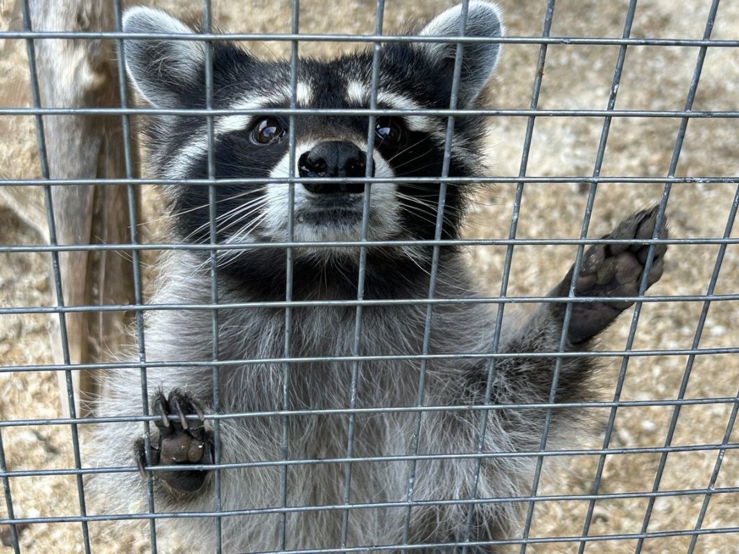 ��� ������� ����� �������� ��������: ������� ������� ������ ��� � ����������