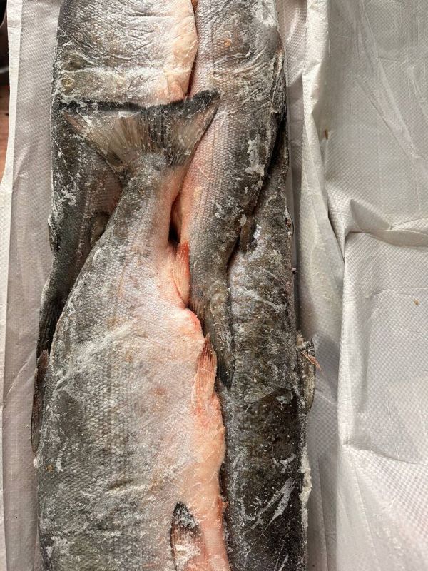 ����� �� ����� �����: ������ ���� �� ����������� ����