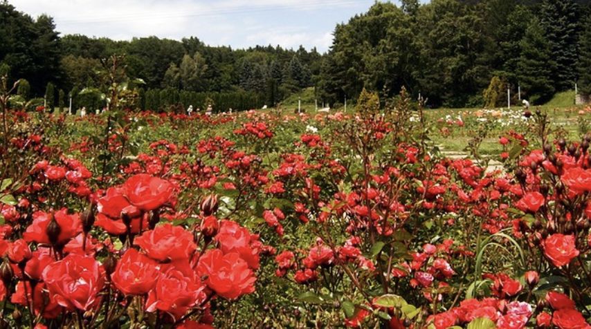 ������ ���: ����� �� �������� ��� ������������ �����?