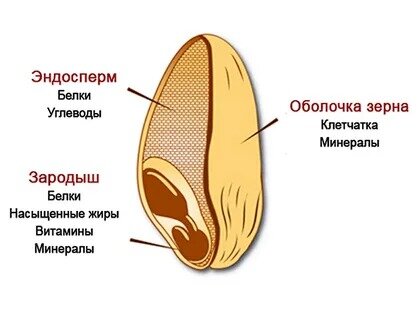 Почему мука высшего сорта скрывает свои недостатки?