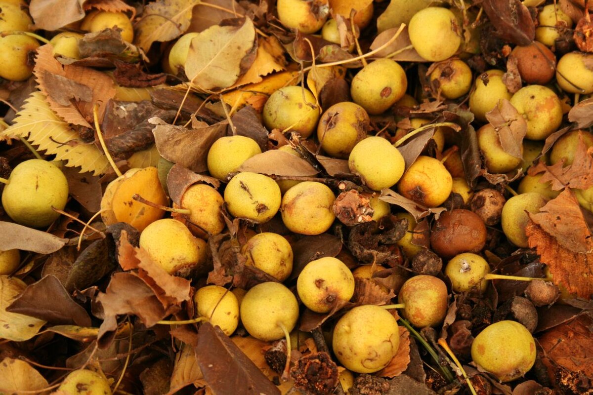 Как удивить близких оригинальными блюдами из груши-дички