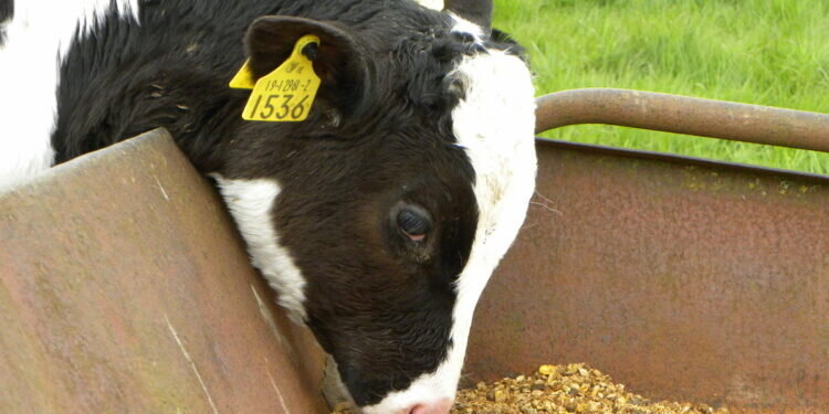 Картофельный порошок: Новый подход к кормлению животных