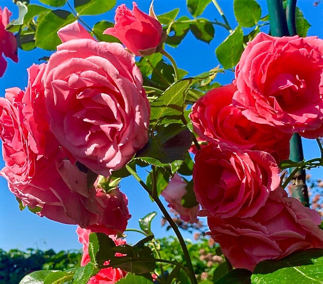 Необычное утро в грозу: как дождь стал источником вдохновения