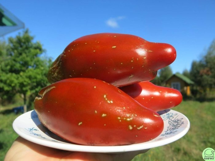 Кубинский перцевидный: экзотический томат для тепличных гурманов