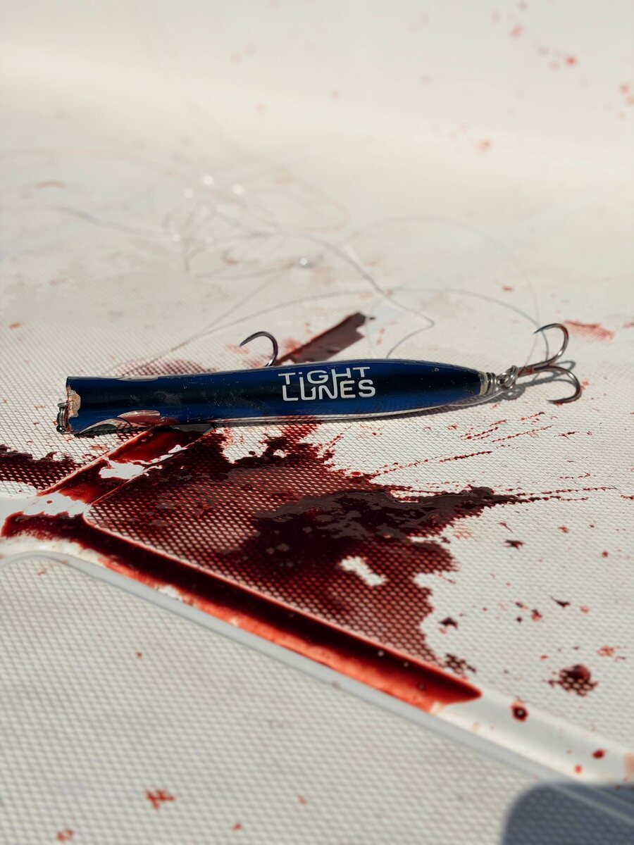 День, когда тунцы идут на клев: что стоит знать