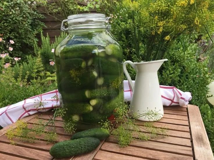 Огурцы по-новому: вкусные и полезные малосольные закуски с виноградными листьями