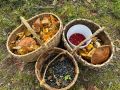 Лесные деликатесы осени: здоровье и вкус трубчатых лисичек
