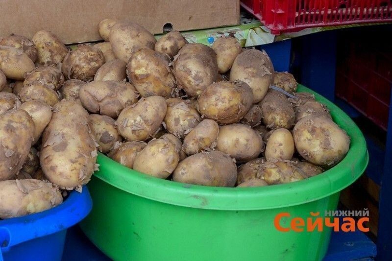Нижегородский картофель на экспорт: более 3000 тонн отправлено в Казахстан и Туркменистан